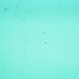 WI Emerald Coast Transparent