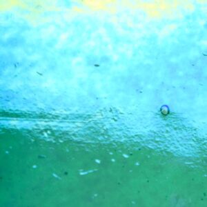 WI Emerald Coast Luminescent